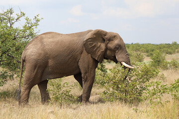 Fototapeta premium Afrikanischer Elefant / African elephant / Loxodonta africana