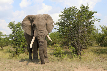 Fototapeta premium Afrikanischer Elefant / African elephant / Loxodonta africana
