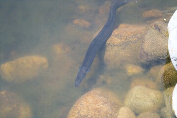 Shortfin Eel Below the Water Surface – Mysterious Freshwater Creature