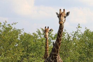 Giraffe / Giraffe / Giraffa camelopardalis