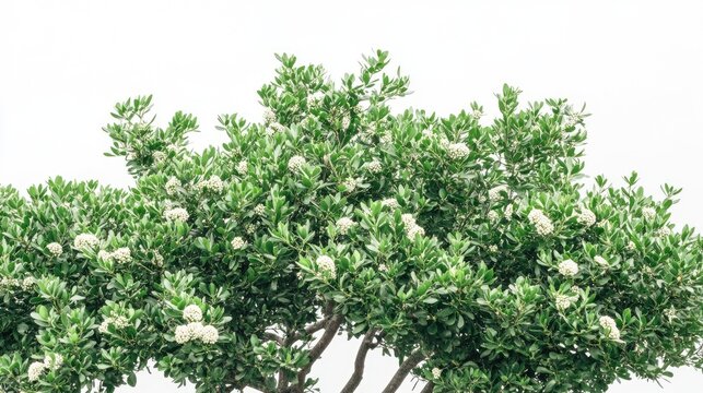 A dense bakul maulsari tree with glossy leaves and fragrant white flowers, set against a white background. No people, no text.