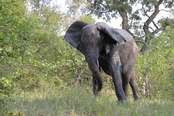 Naklejka premium Afrikanischer Elefant / African elephant / Loxodonta africana.