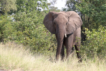 Afrikanischer Elefant / African elephant / Loxodonta africana