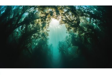 Sunbeams pierce through a dense underwater kelp forest, creating a mystical, ethereal scene.