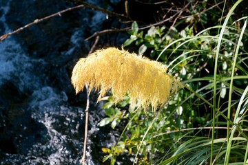 Fluffy Austroderia richardii in the Sun – Golden Tussock Grass Glowing in Light