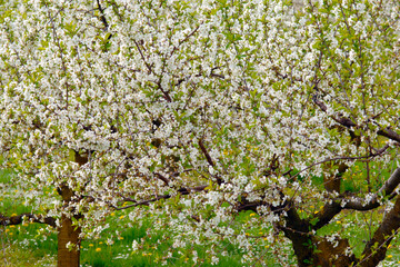 Sauerkirsche, Prunus cerasus