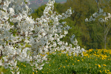 Sauerkirsche, Prunus cerasus