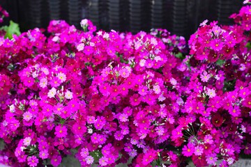 Primula Malacoides, Pink flowers in japan park