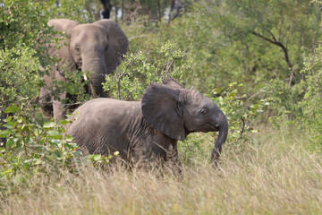 Fototapeta premium Afrikanischer Elefant / African elephant / Loxodonta africana