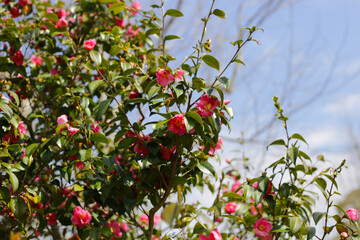 Beautiful camellia flower on tree. The Expo 70 Commemorative Park, Osaka, Japan