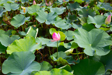 Beautiful water lily. Lotus flower with green leaves