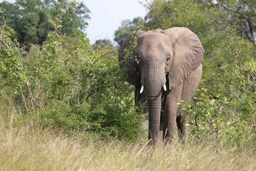 Afrikanischer Elefant / African elephant / Loxodonta africana