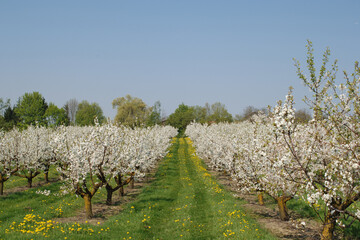 Sauerkirsche,  Weichselkirsche, Prunus cerasus