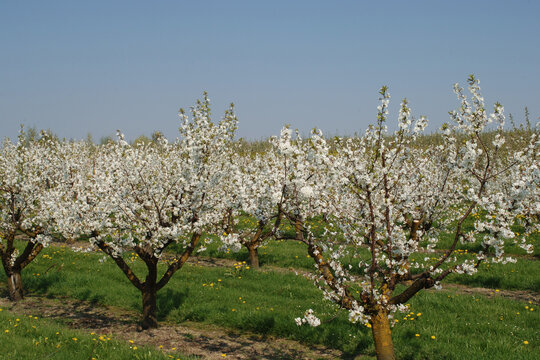 Sauerkirsche,  Weichselkirsche, Prunus cerasus