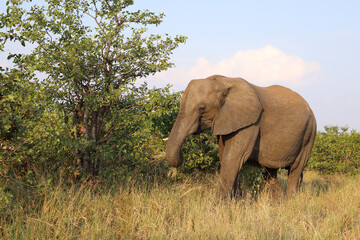 Obraz premium Afrikanischer Elefant / African elephant / Loxodonta africana