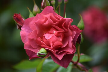 Red Pink Rose