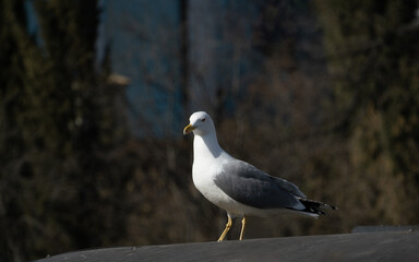 A big seagull on the roof, Larus michahellis