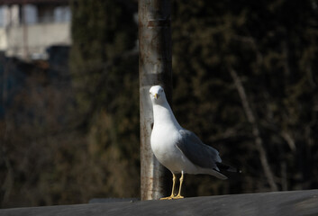 A big seagull on the roof, Larus michahellis
