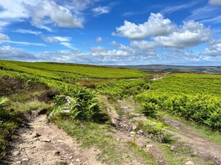 Obraz premium walking trail in a landscape with ferns