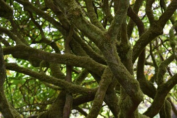Moss Covered Tree Branches
