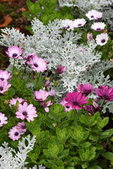 Flower Mix - Comet and Dusty Miller