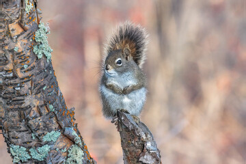 Squirrel sitting on a small tree stump