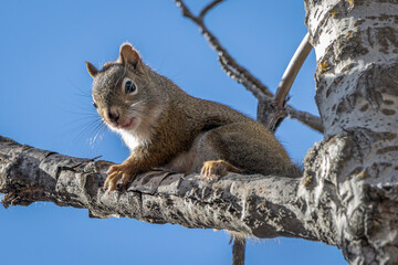 Squirrel looking down from a tree branch.