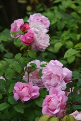 Pink Roses