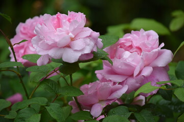 Pink Roses