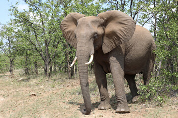 Fototapeta premium Afrikanischer Elefant / African elephant / Loxodonta africana