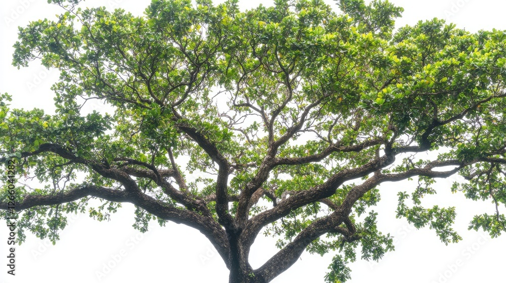 Poster a spreading mahua tree with large green leaves and tiny clustered flowers, against a white backgroun
