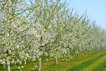 Süßkirsche,  prunus avium,  Blüte