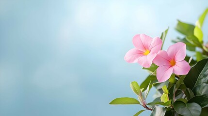 Fototapeta premium Two Pink Flowers on a Branch Against a Light Blue Background
