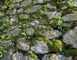  Stone wall overgrown with moss and plants in the ancient town of Kotor Montenegro. High quality photo