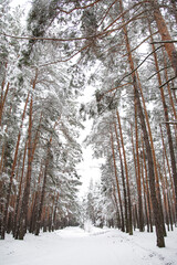 Snowy pathway in dense Ukrainian forest. Snowstorm in pine tree wood. Amazing snowfall in the coniferous trees creating tonnel with their tops. Fir tree trunks in flying snowflake blur.