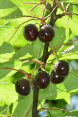 Süßkirsche,  prunus avium