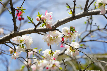 Japanese genpei peach flower in the park