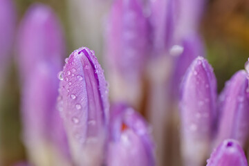 close-up crocuses, buds of a crocuses with water droplets, raindrops on purple flowers, herald of...