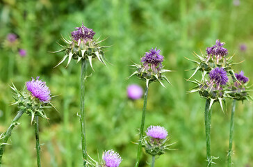 wild plants, wild thorn photos