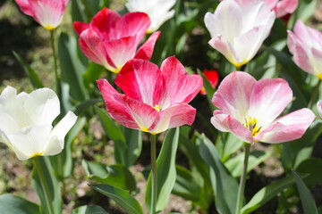 Beautiful tulip flower garden. The Expo 70 Commemorative Park, Osaka, Japan