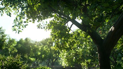 Fototapeta premium Sunlit Green Forest Canopy With Lush Foliage