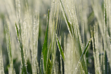 Tautropfen,  Wintergerste,  Hordeum vulgare L.