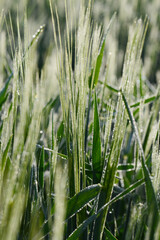 Tautropfen,  Wintergerste,  Hordeum vulgare L.
