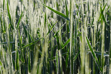 Fototapeta premium Tautropfen, Wintergerste, Hordeum vulgare L.
