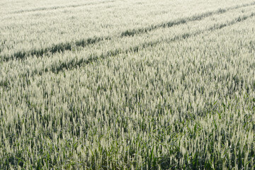 Tautropfen,  Wintergerste,  Hordeum vulgare L.