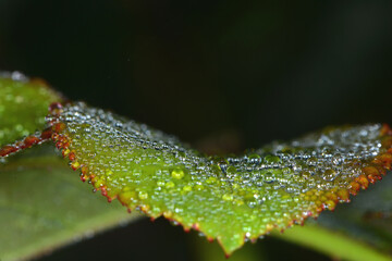 Tau, Tautropfen, Wassertropfen