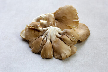 Oyster mushroom or lung oyster