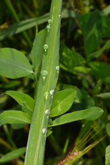 Tau, Tautropfen, Wassertropfen