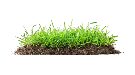 Lush green grass with visible roots growing from fresh soil isolated on a transparent background for eco and gardening designs