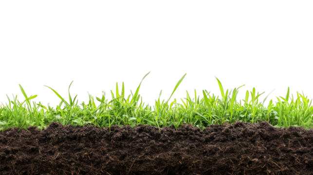 Lush fresh green grass border isolated on a transparent background for nature, gardening, and landscape decoration projects